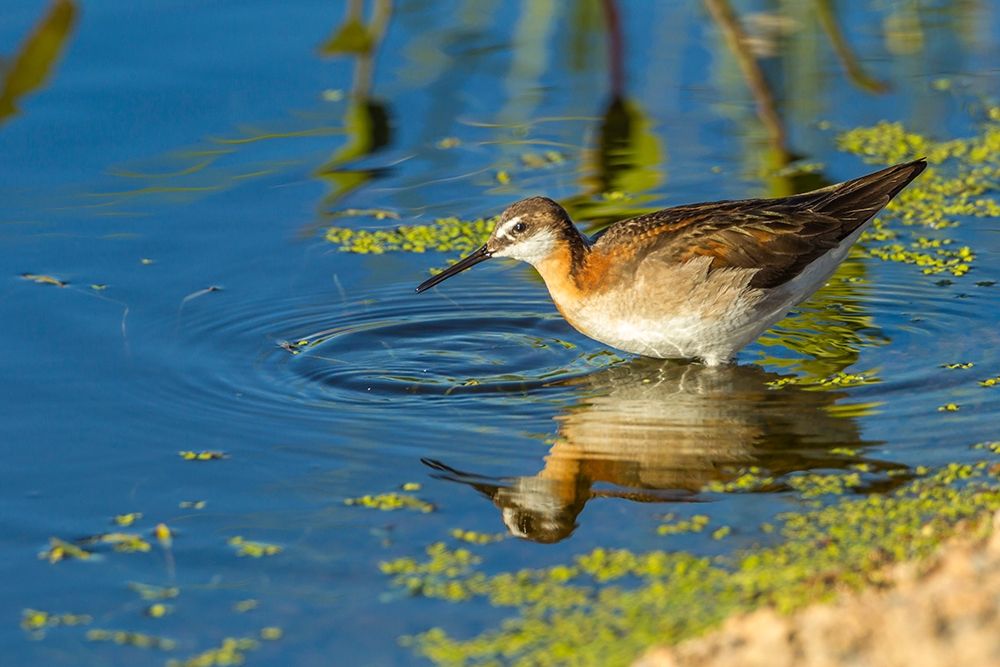 Oregon-Harney County-Female phalarope feeding